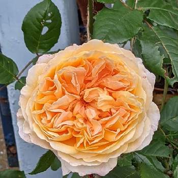 バラクラウンプリンセスマルガリータの投稿画像一覧 Greensnap グリーンスナップ