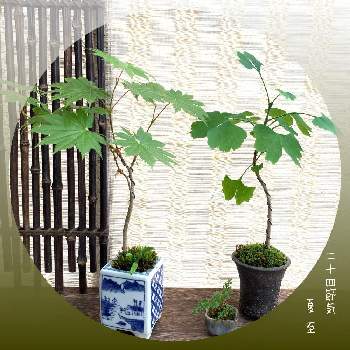 M's style bonsai(雑木)の画像 by 美野美谷さん | バルコニー/ベランダとM's style bonsai(雑木)とM's style bonsaiとイチョウ。と羽団扇楓(ﾊｳﾁﾜｶｴﾃﾞ)と二十四節気と季節の巡り・二十四節気