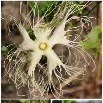 変わった花の投稿画像一覧 Greensnap グリーンスナップ