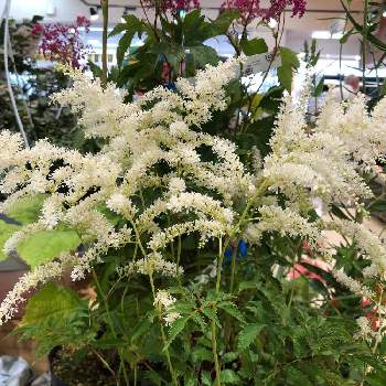 日本の固有種の投稿画像一覧 Greensnap グリーンスナップ