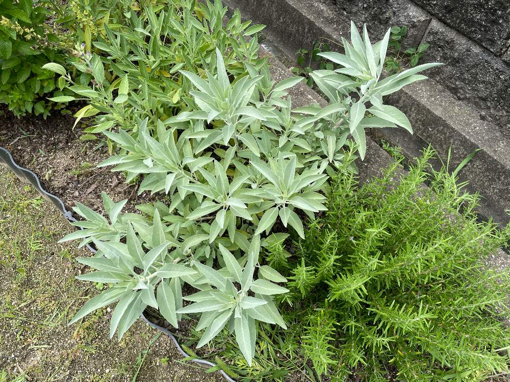 セージの投稿画像 By Ninicoさん ミントとローズマリーとホワイトセージと植物のある暮らしと花壇とおうち園芸と地植え初心者とハーブとハーブ初心者と植物観察 21月6月21日 Greensnap グリーンスナップ