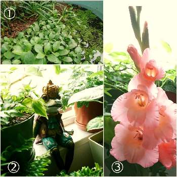 パールグラスの投稿画像一覧 Greensnap グリーンスナップ