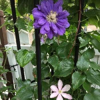 クレマチス ピールの投稿画像一覧 Greensnap グリーンスナップ