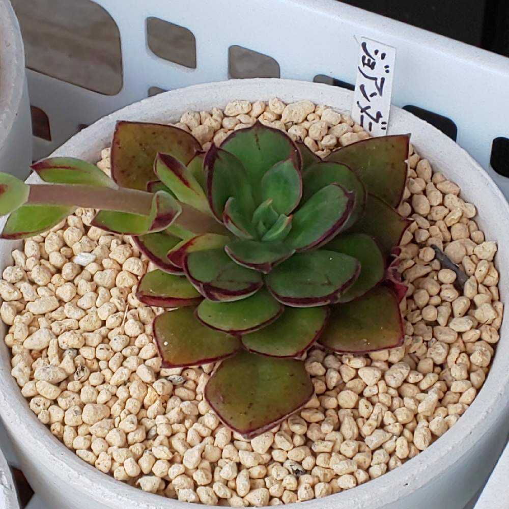 ❀335 ジョアンダニエルの生長記録 2022.05.20更新｜🍀GreenSnap