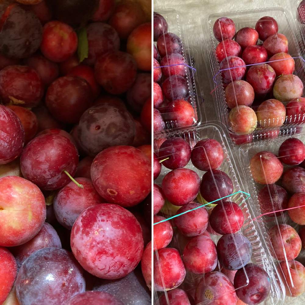 スモモの投稿画像 By ミコさん 李 すもも と果実と家庭果樹 21月6月21日 Greensnap グリーンスナップ