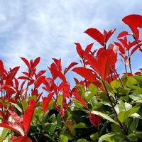 レッドロビンの育て方 苗の植え方や肥料の与え方は 鉢植えでも育つ Greensnap グリーンスナップ レッドロビンの育て方 苗の植え方や肥料の与え方は 鉢植えでも育つ Greensnap グリーンスナップ