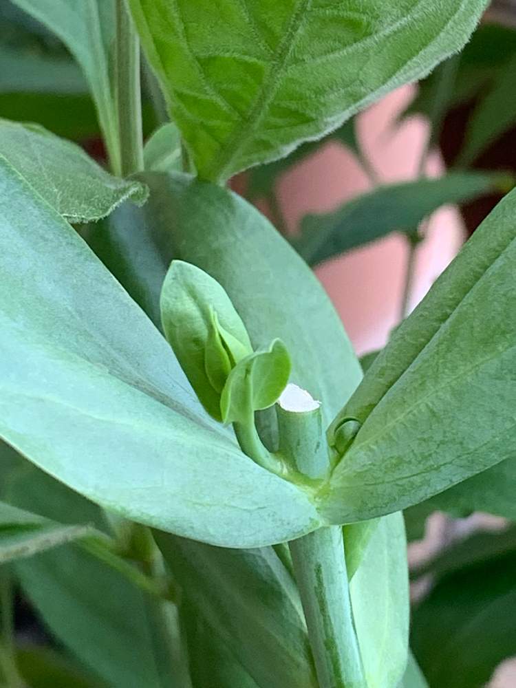 トルコキキョウの投稿画像 By Maruoさん 八重咲きトルコキキョウ 21月6月21日 Greensnap グリーンスナップ