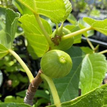 無花果 いちじくの投稿画像一覧 Greensnap グリーンスナップ