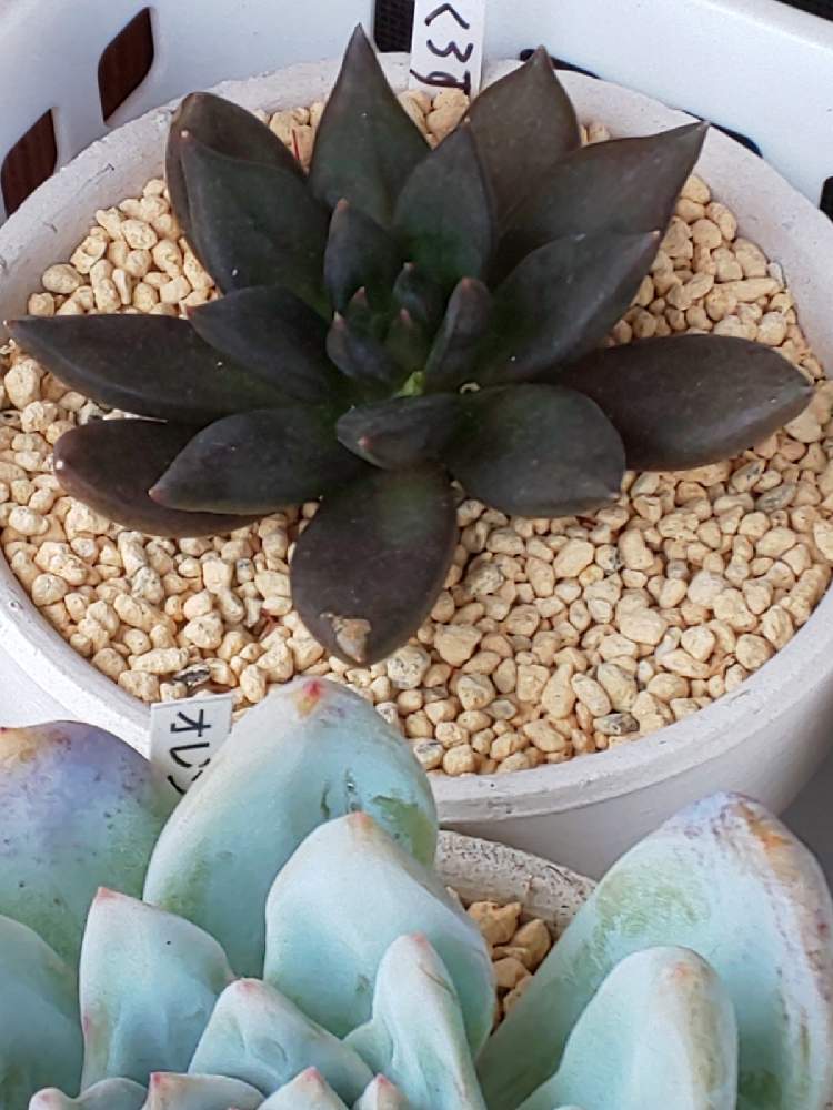 くろすけの投稿画像 By たっちんさん 多肉植物とチーム17と多肉のある暮らしと多肉ラボ C とエケベリア属とたっちんのくろすけ 21月6月21日 Greensnap グリーンスナップ