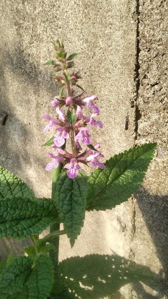 ちょろぎ Greensnap グリーンスナップ