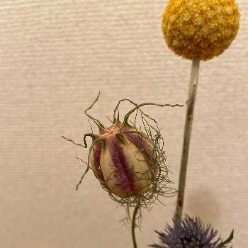 ニゲラの種袋の投稿画像一覧 Greensnap グリーンスナップ