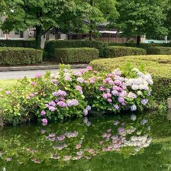 館林つつじヶ岡公園の投稿画像一覧 Greensnap グリーンスナップ