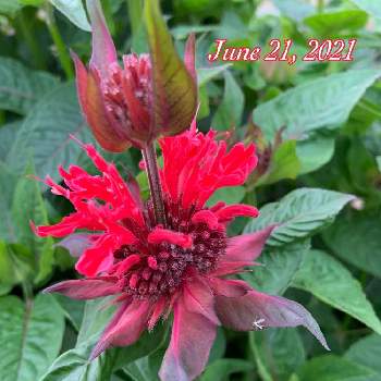 ベルガモットの投稿画像一覧 Greensnap グリーンスナップ