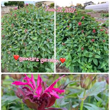 ベルガモットの投稿画像一覧 Greensnap グリーンスナップ