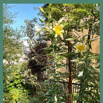 レースフラワー。の画像 by tamagopanさん | 小さな庭とユリとレースフラワー。と私の庭の花と花を愛すると花のある暮らしとユラユラ揺れて