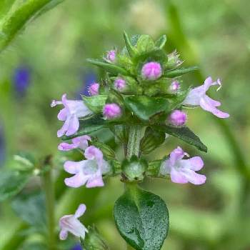 レモンタイムの投稿画像一覧 Greensnap グリーンスナップ