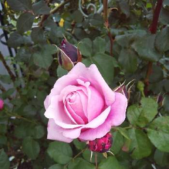 薔薇  シャンテロゼミサトの画像 by 池ちゃんさん | 小さな庭と薔薇  シャンテロゼミサト