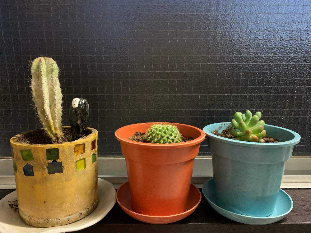 サボテン成長記 Greensnap グリーンスナップ