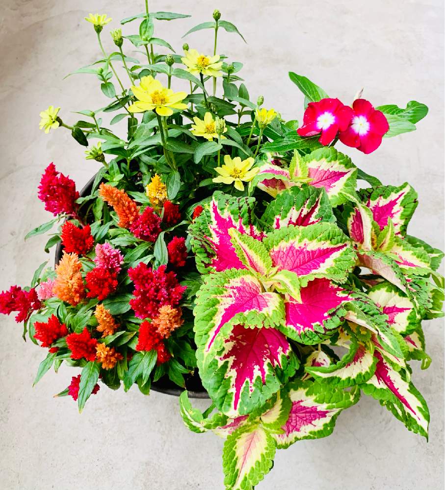 ケイトウの投稿画像 By ひとみんさん 日々草とジニアプロフュージョンとコリウスと初夏に作った寄せ植え21とベランダガーデニングと可愛いお花とガーデニング勉強中と鉢植えとお花のある生活 21月6月21日 Greensnap グリーンスナップ