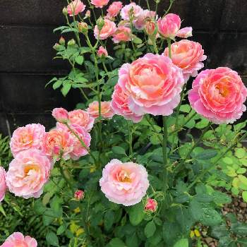 バラ クロードモネの投稿画像一覧 Greensnap グリーンスナップ