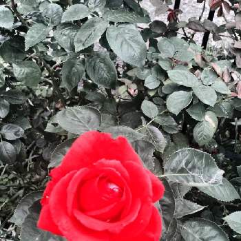 薔薇 ダブルノックアウト 赤の画像 by Kay_Tama-gsk さん | アプローチと薔薇 ダブルノックアウト 赤と色残しとカラフルと初夏の花たちと赤い花と真っ赤とKays_gardenと地植えと赤残し