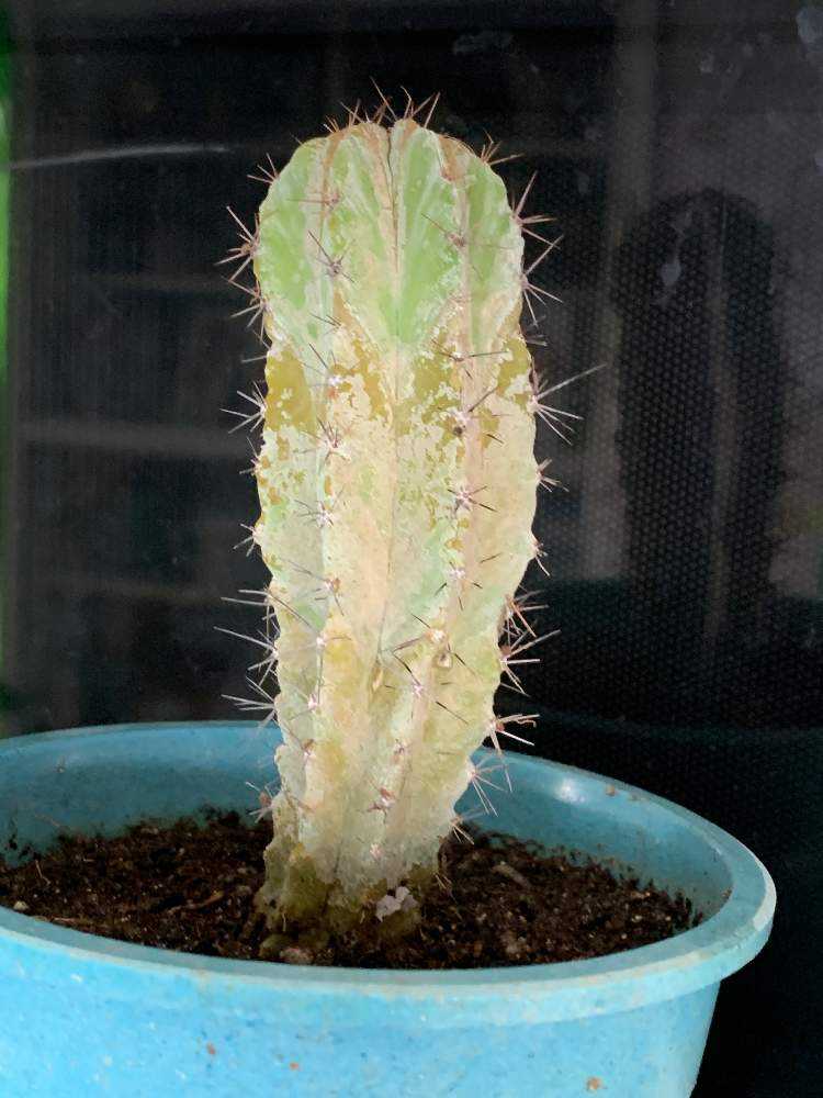 サボテン成長記 Greensnap グリーンスナップ