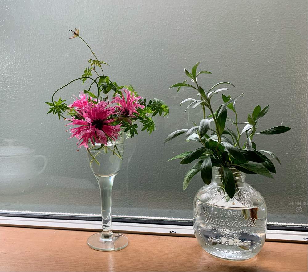 モナルダの投稿画像 By せんこ さん コンボルブルス クネオルム と小さな空間に花 みどりとピンクの花 と2020年5月同期とおうち園芸と緑の植物と東北人花の会とグラスに生ける 21月6月21日 Greensnap グリーンスナップ モナルダの投稿画像 By せんこ さん コンボルブルス クネオルム と小さな空間に花 みどりとピンクの花 と2020年5月同期とおうち園芸と緑の植物と東北人花の会とグラスに生ける 21月6月21日 Greensnap グリーンスナップ