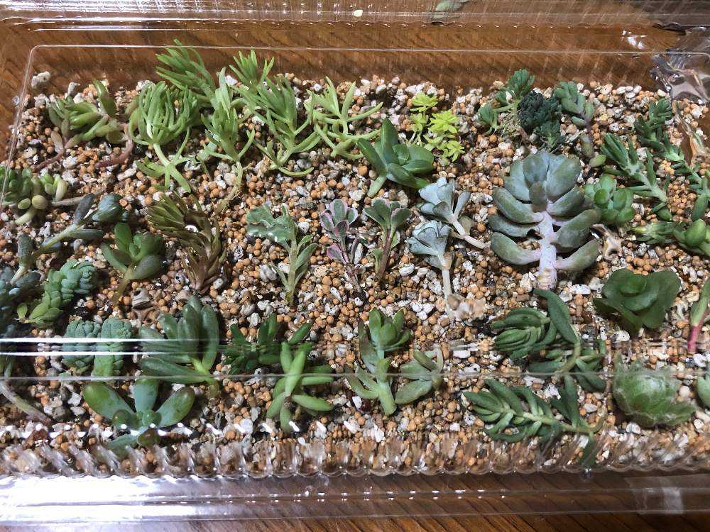 専用コーナー サル錦 発根開始 多肉植物 2025年最新】サル錦多肉植物