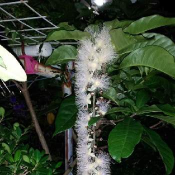 下がり花の投稿画像一覧 Greensnap グリーンスナップ