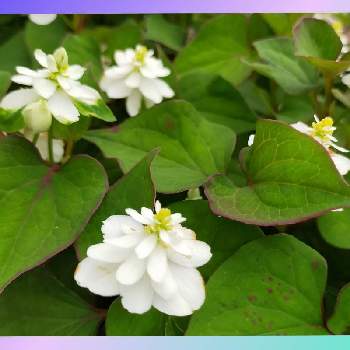 八重咲きドクダミの花の画像 by ゆる〜りさん | お出かけ先と八重咲きドクダミの花と今日の一枚