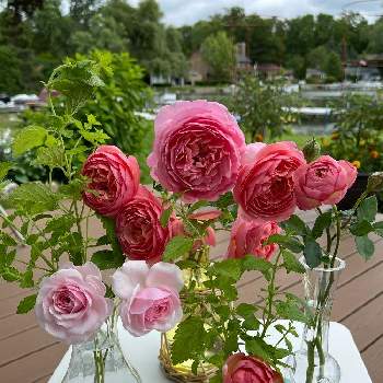 バラ ボスコベルの画像 by ブルーネストさん | テラスとイングリッシュローズとレモンバームとDA オリビアローズオースティンとDA ボスコベルとバラ ボスコベルとばら バラ 薔薇とイングリッシュローズ「オリビアローズ・オースチン」とピンクの花と飾って楽しむとコーラル色の花とおうち園芸と香る花とハーブとイングリッシュ・ローズとデビッドオースティンとバラが好きとロザリアン