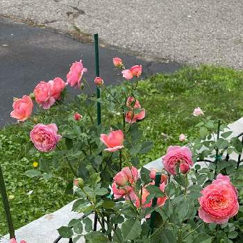 バラ ボスコベルの画像 by ブルーネストさん | 小さな庭とイングリッシュローズとDA オリビアローズオースティンとDA ボスコベルとバラ ボスコベルとばら バラ 薔薇とイングリッシュローズ「オリビアローズ・オースチン」とピンクの花とコーラル色の花とおうち園芸と香る花とイングリッシュ・ローズとデビッドオースティンとバラが好きとロザリアン