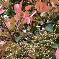 レッドロビンの育て方 苗の植え方や肥料の与え方は 鉢植えでも育つ Greensnap グリーンスナップ レッドロビンの育て方 苗の植え方や肥料の与え方は 鉢植えでも育つ Greensnap グリーンスナップ