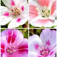 ゴデチア,いつもありがとう♡,癒し…♡,可愛い❤,種蒔きからの画像