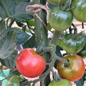 フルーツトマトの画像 by 国宝松江城さん | トマトとフルーツトマトと家庭菜園
