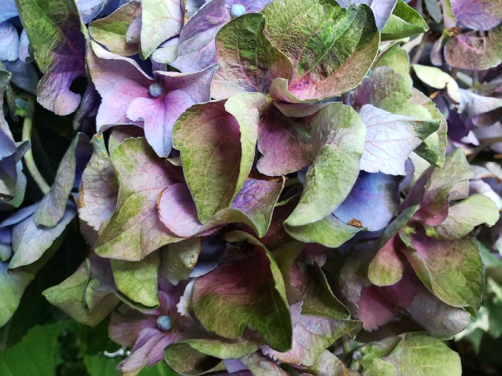 秋色 紫陽花の投稿画像 By 花街urawaさん 小さな庭とペーパーフラワーの花とペーパーフラワーの花 21月6月22日 Greensnap グリーンスナップ Greensnap グリーンスナップ