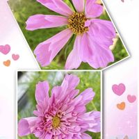 コスモス,コスモス シーシェル,コスモスダブルクリック,いつもありがとう♡,癒し…♡の画像