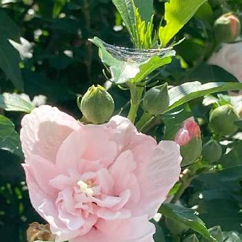 八重咲き木槿 ムクゲ の投稿画像一覧 Greensnap グリーンスナップ 八重咲き木槿 ムクゲ の投稿画像一覧 Greensnap グリーンスナップ