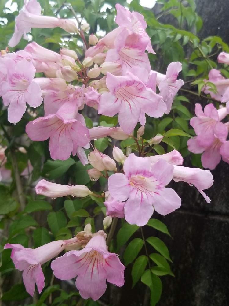 ピンクノウゼンカズラの投稿画像 By Meymii さん ピンクの花 と花を楽しむ と咲いたよとマイガーデンと南の島と花は癒し とガーデニングと花のある暮らしとお気に入り 21月6月22日 Greensnap グリーンスナップ