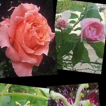 薔薇コラーユジュレの画像 by メリーさん | 小さな庭と薔薇ピンクアバンダンスとおうち園芸と薔薇コラーユジュレと小さい花壇と裏の花壇と花のある暮らしと狭い花壇と地植えとトケイ草2年目