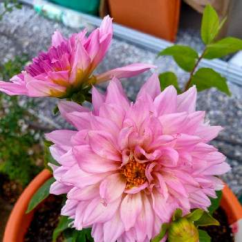 サリナスの投稿画像一覧 Greensnap グリーンスナップ