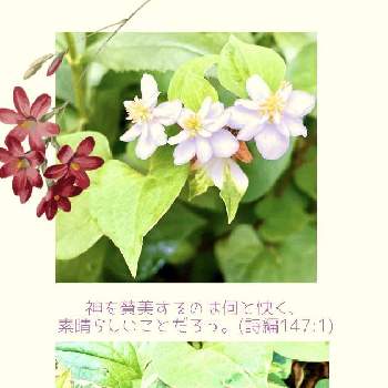 五色ドクダミの投稿画像一覧 Greensnap グリーンスナップ