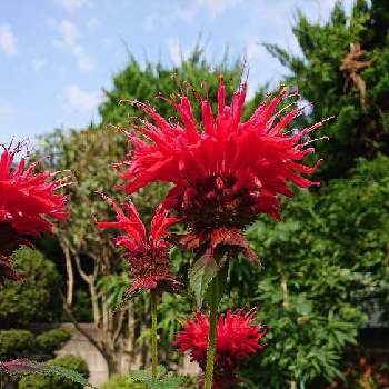 ベルガモットの投稿画像一覧 Greensnap グリーンスナップ