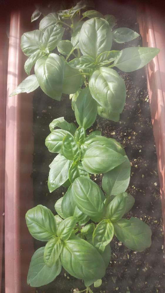スイートバジルの投稿画像 By しもちゃんさん 家庭菜園と癒やしと胸キュン 21月6月22日 Greensnap グリーンスナップ
