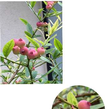 甘い果実の画像 by 星の王子さまの赤いバラさん | 小さな庭とブルーベリー　ハイブリッド系　ピンクレモネードと果実と甘い果実