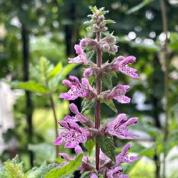 チョロギの花 の投稿画像一覧 Greensnap グリーンスナップ