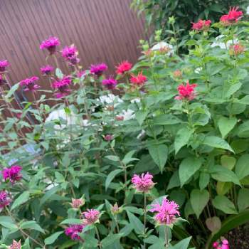 ベルガモットの投稿画像一覧 Greensnap グリーンスナップ