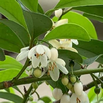 榊の花の投稿画像一覧 Greensnap グリーンスナップ