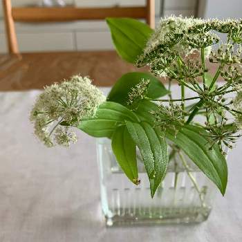 野生の草花の投稿画像一覧 Greensnap グリーンスナップ