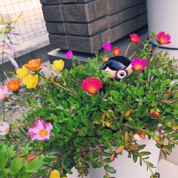 グリーン初心者の画像 by - yuki -さん | 玄関とギボウシとポーチュラカと開花とグリーン初心者と癒しときれいと植中毒と緑のある暮らしと楽しみと花のある暮らしとgreenとかわいいとおしり探偵